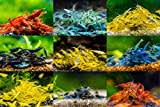 Forest Aquatics 10 x Mix Cherry Shrimp - Blue | Red | Yellow | Black | Green | Pearl | Rili - Aquarium Live Shellfish | Aquatic Fish Pet